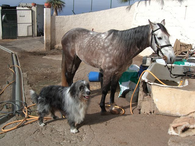 Balu und Boomer