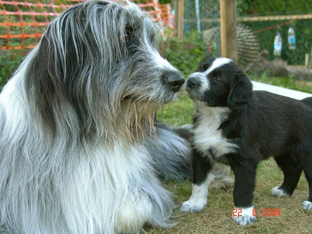 Balus Neffe Balus Neffe