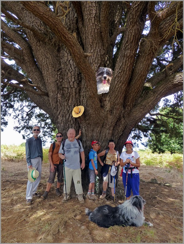 Der Baum der Erkenntnis Der Baum der Erkenntnis