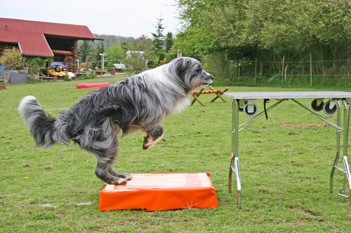 IMG_3853x500 IMG_3853x500