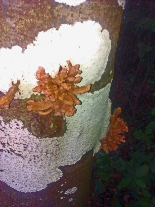 Tacoronte Wald 9 Baumpilz500 Tacoronte Wald 9 Baumpilz500
