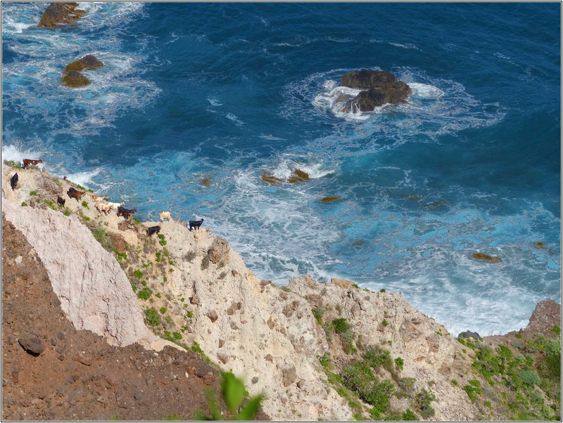 Ziegen Taganana Ziegen Taganana