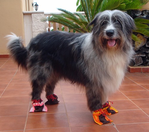 b-Wander-Balu02 b-Wander-Balu02