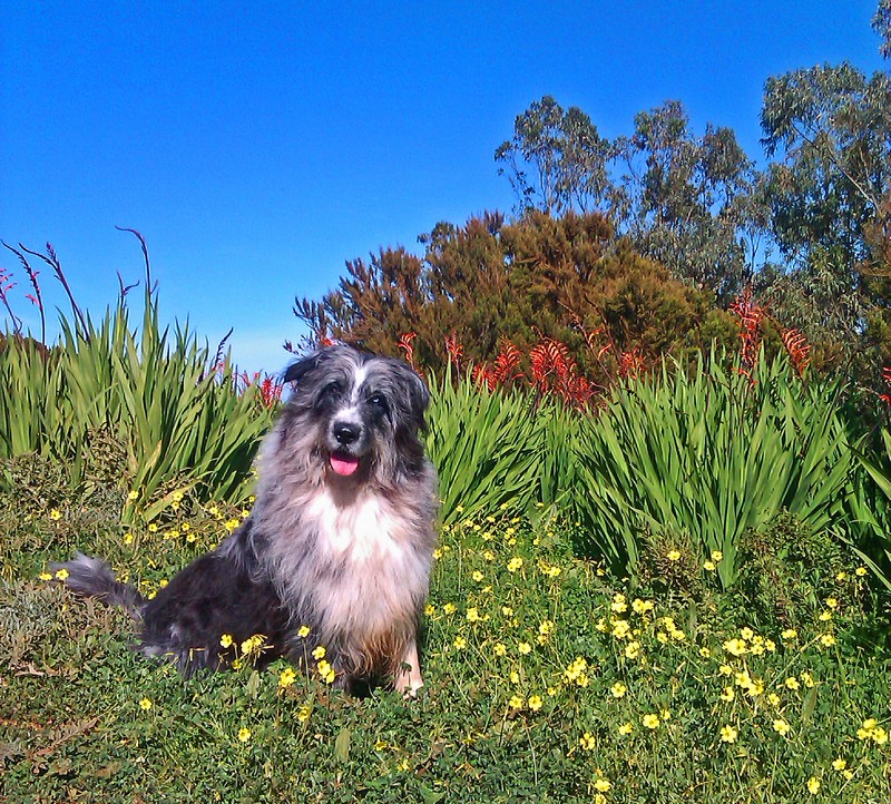 b-mesa moto 6800 b-mesa moto 6800