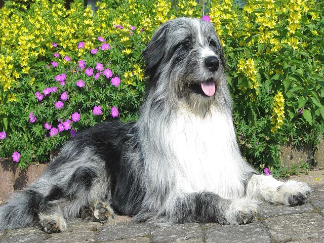 k-Balu vor Blumen02