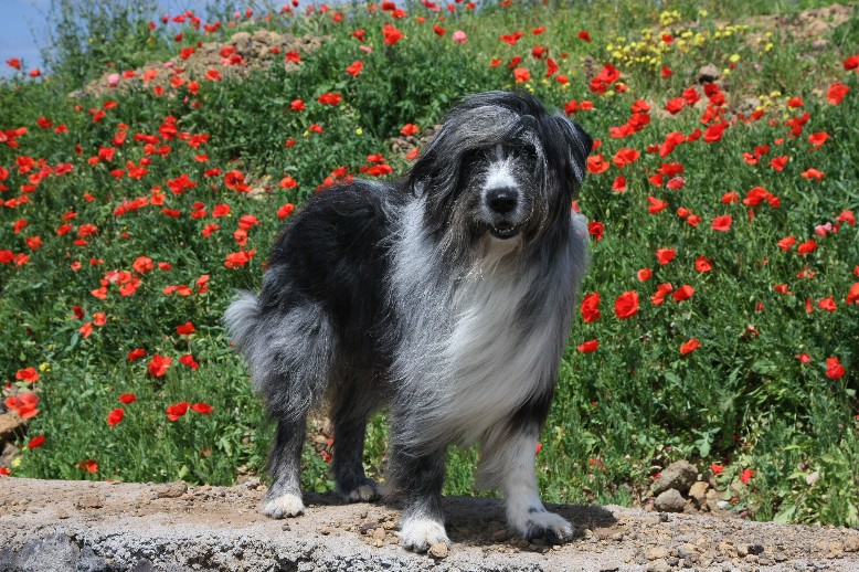 k-Balu vor Blüten k-Balu vor Blüten